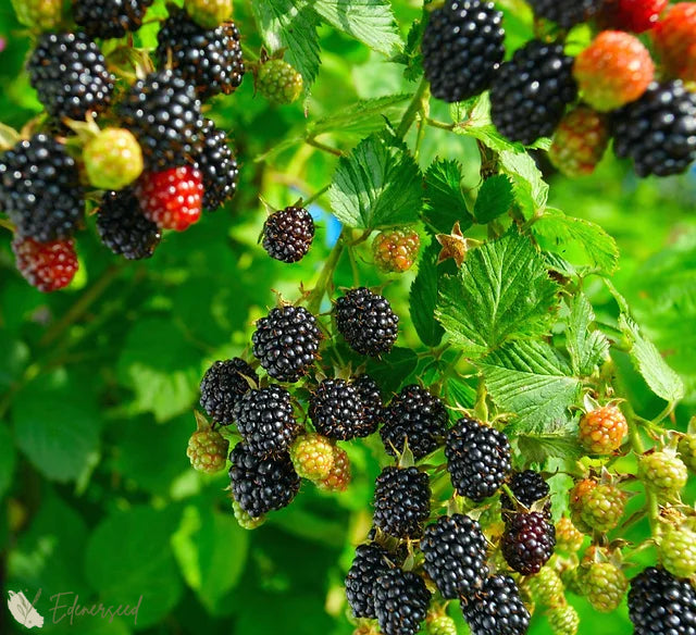Semena sladké obrovské ostružiny