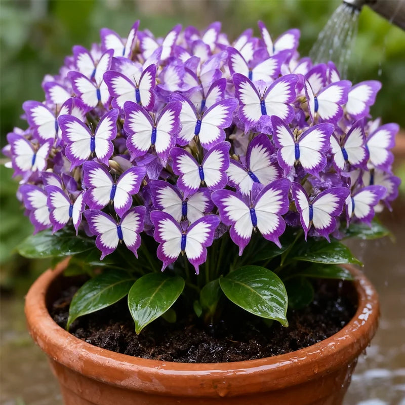 🦋🌈 Luxusní cibulky motýlů – exploze barev v každém okvětním lístku! 🌸