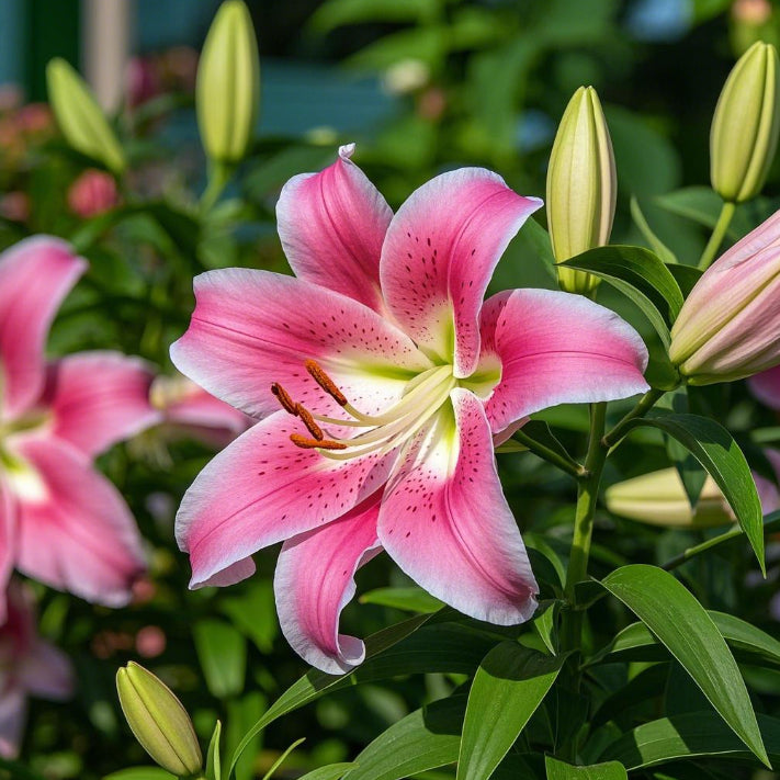 🌺Cibulky parfémovaných lilií – svěží a sladké