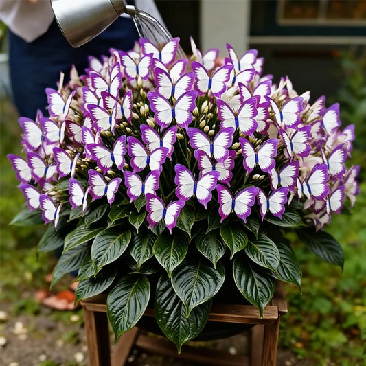 🦋🌈 Luxusní cibulky motýlů – exploze barev v každém okvětním lístku! 🌸