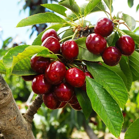 🌱Trvalá třešeň🌱Snadná výsadba a ideální do jakéhokoli prostoru! | POSLEDNÍ DEN AKCE - SLEVA 25 %🔥