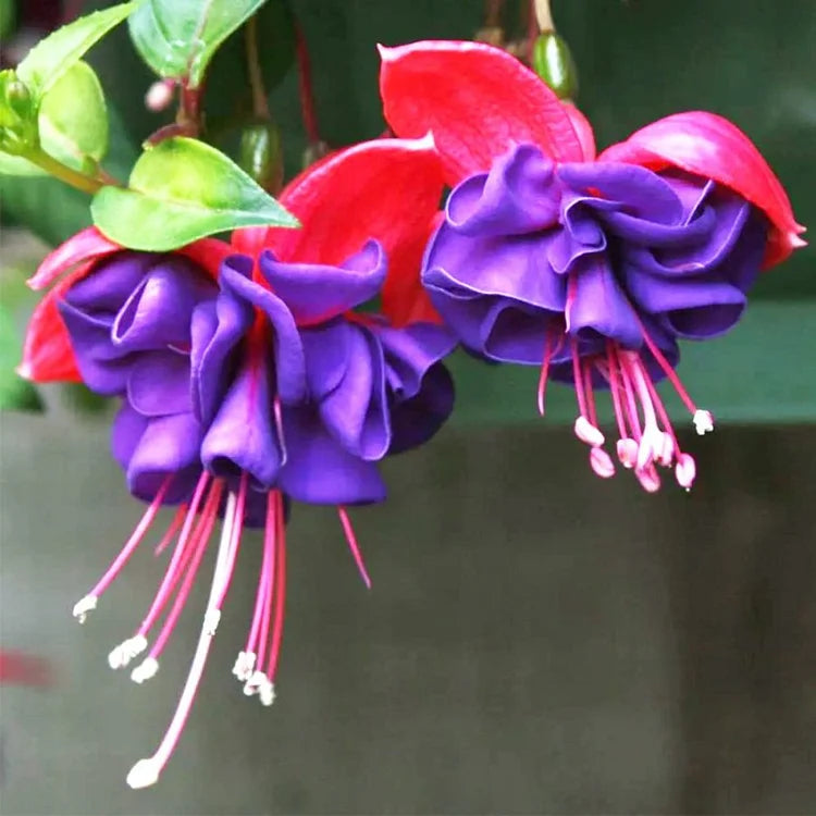 🌺Semínka fuchsie - květ lucerny
