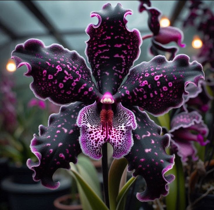 Semena kosatce motýlího