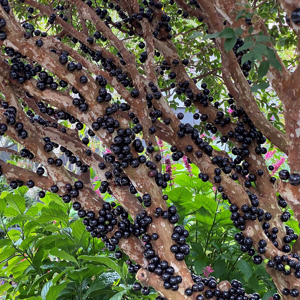 Jabuticaba hroznová semínka