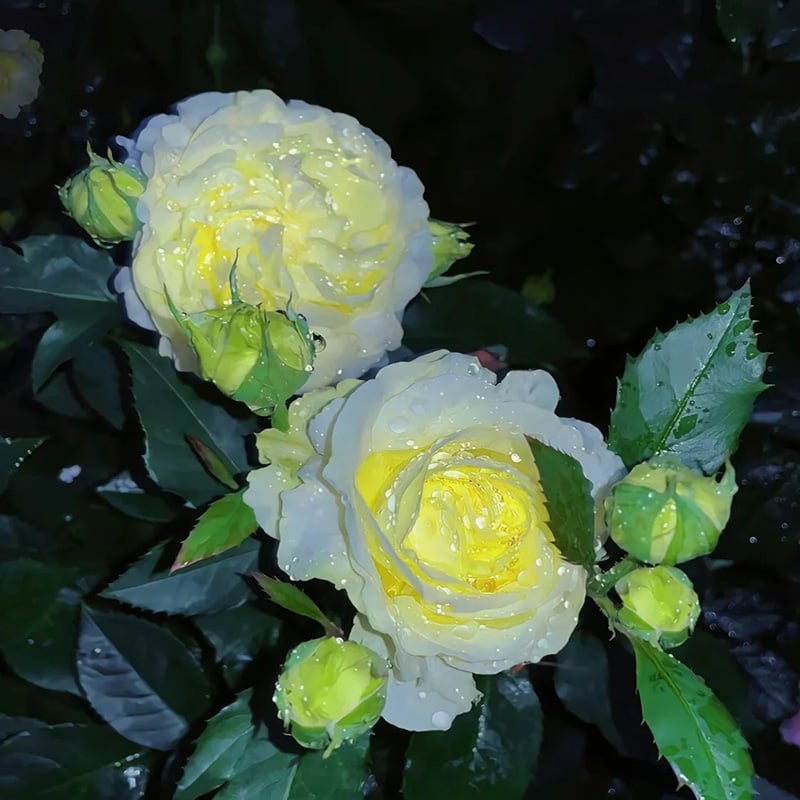 🔥Poslední den prodeje💝Eustoma Rose Thornless💐Lisianthus Seeds