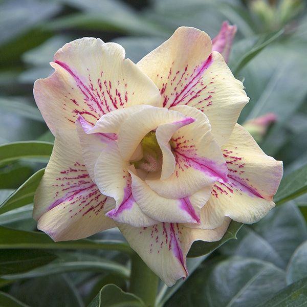 🎁Cibulky pouštní růže🌵Velmi snadná péče! 🌸Cibulky Adenium Obesum