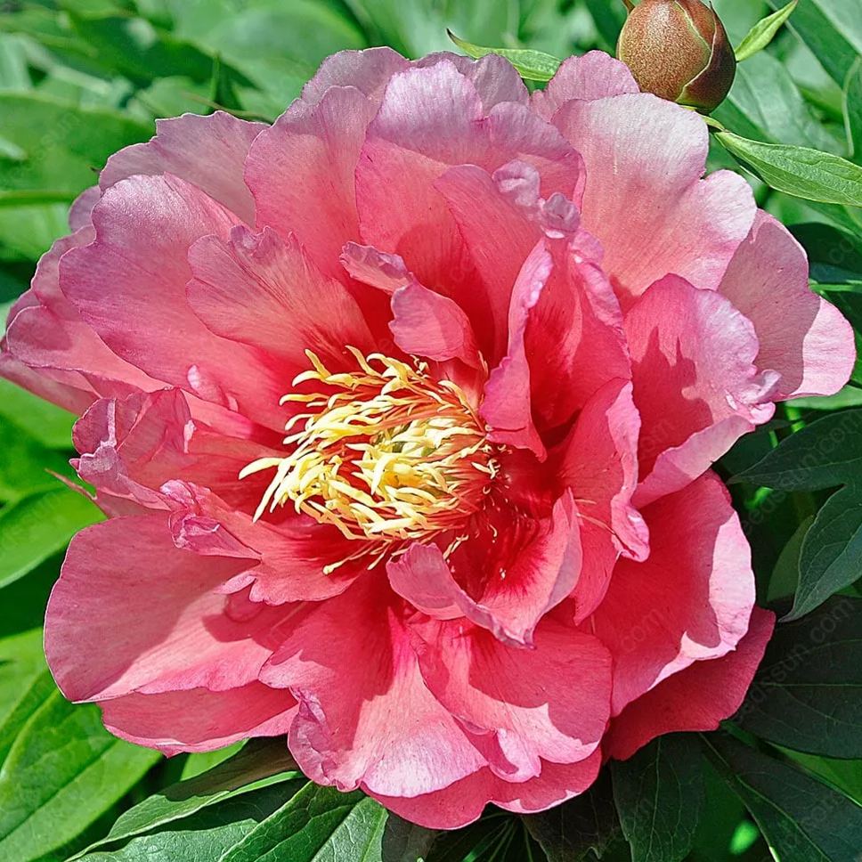 🌸 Vzácné cibule popínavých pivoněk🪴 Velké, plné květy, mrazuvzdorná trvalka, snadno se pěstuje, oblíbená zahradní rostlina