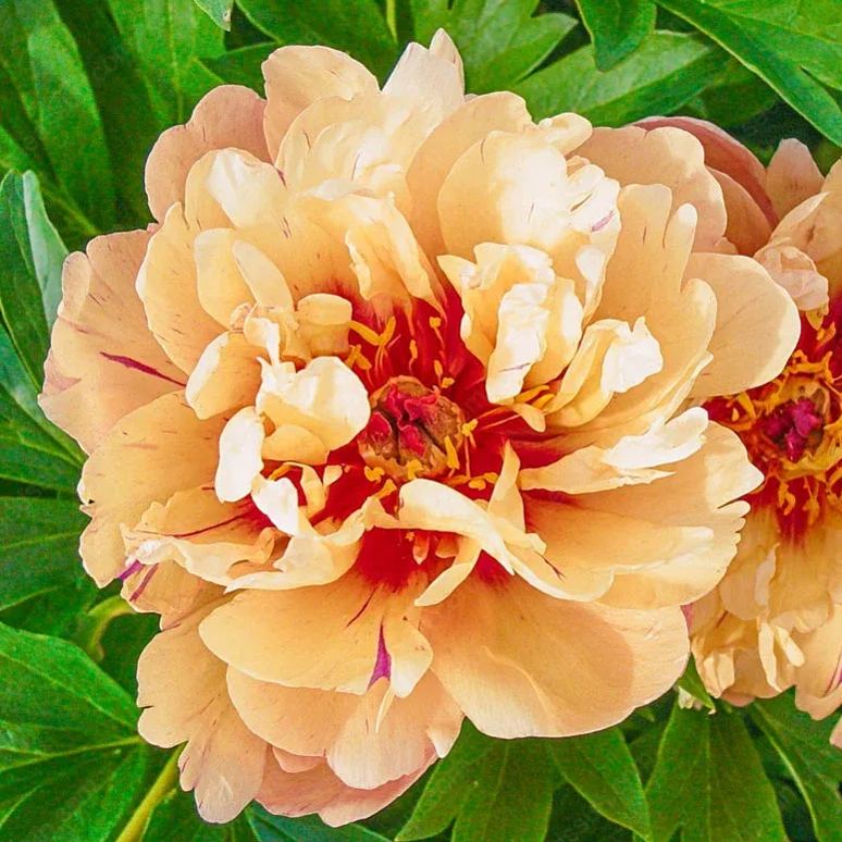 🌸 Pnoucí pivoňka, mrazuvzdorná zahradní trvalka pro vnitřní i venkovní krásu