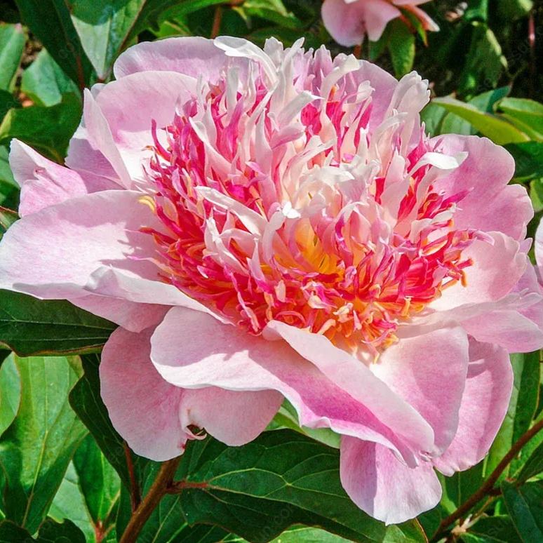 🌸 Pnoucí pivoňka, mrazuvzdorná zahradní trvalka pro vnitřní i venkovní krásu