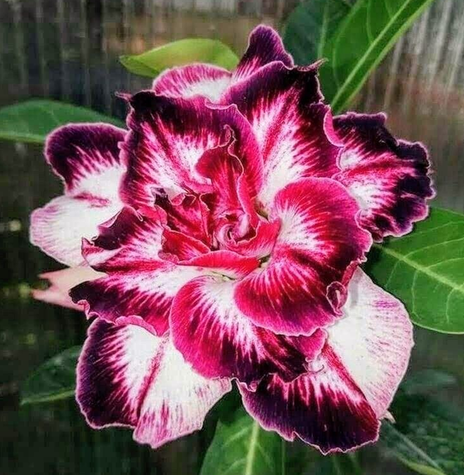 🔥Vypěstujte si Královnu pouště – nyní za sníženou cenu!🎁 😍Ráda kvete, má dlouhé období kvetení 🌵 Pouštní růže