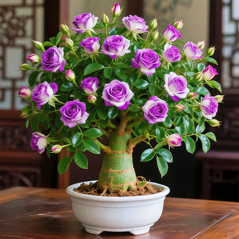 🌵🌺Cibulky pouštních růží