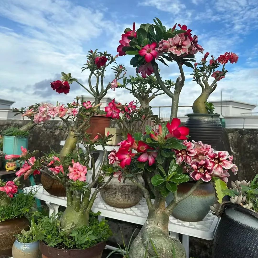 🎁Cibulky pouštní růže🌵Velmi snadná péče! 🌸Cibulky Adenium Obesum