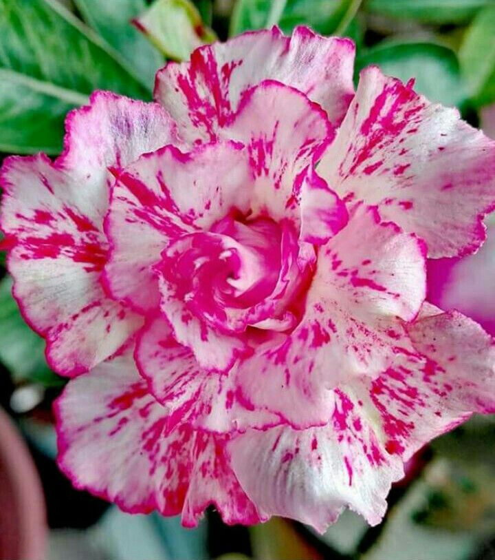 🔥Vypěstujte si Královnu pouště – nyní za sníženou cenu!🎁 😍Ráda kvete, má dlouhé období kvetení 🌵 Pouštní růže