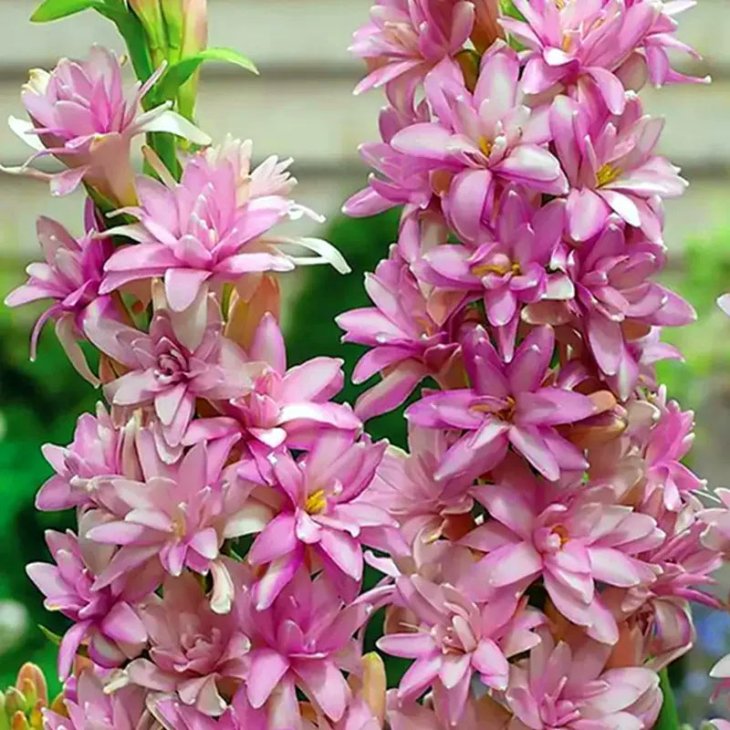 Dvojitá tuberóza 🌸 - Velký cibulovitý květ