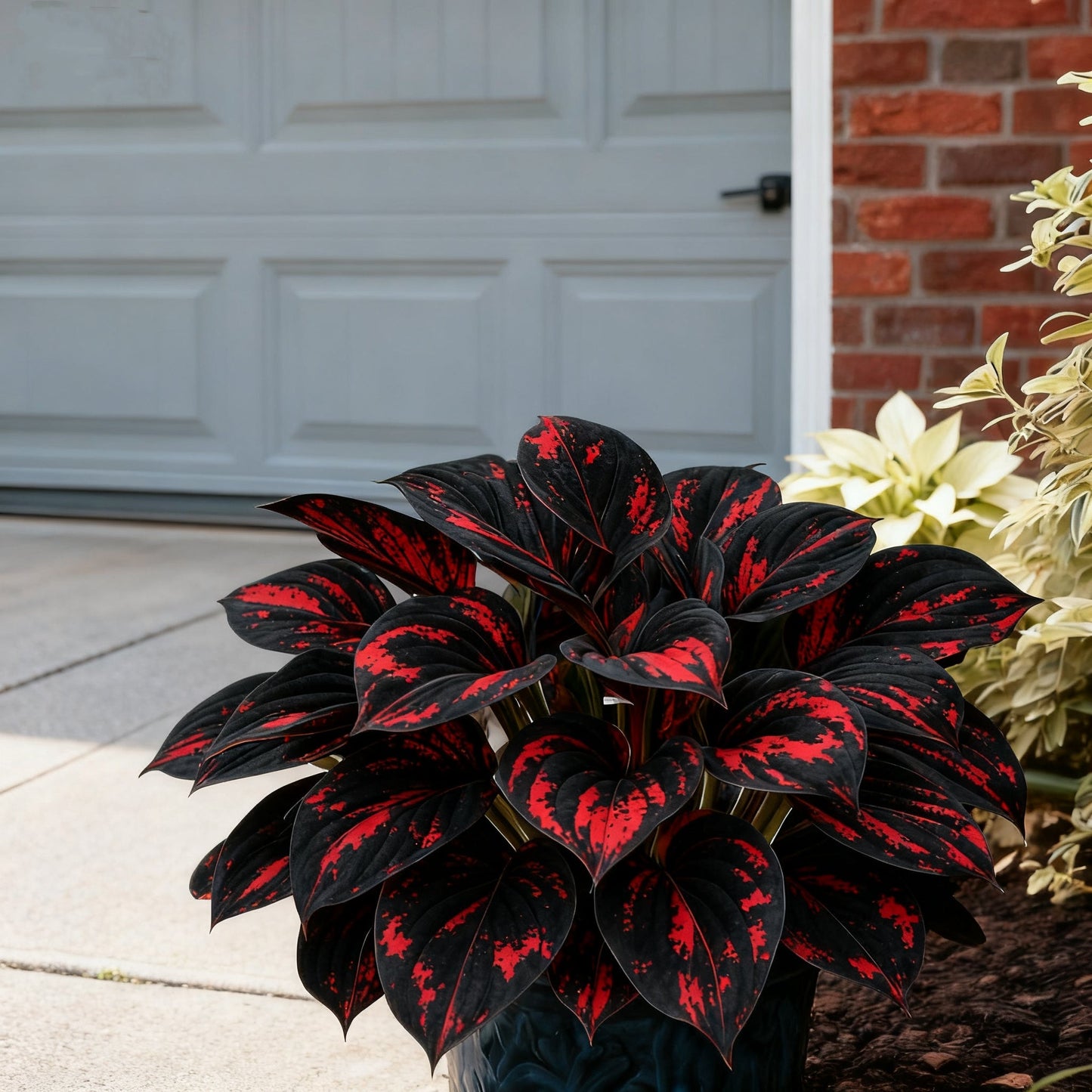 🌈🔥 Limitovaná edice host s duhovým plamenem - vzácné vícebarevné listy, exkluzivně v našem obchodě 🌸