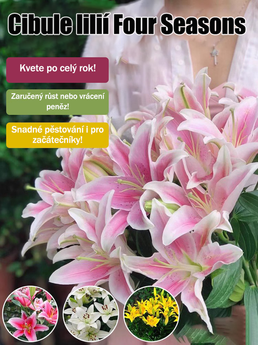[Voňejší než parfém]Cibulky lilií Four Seasons voní tisíce kilometrů daleko, kvetou každý rok