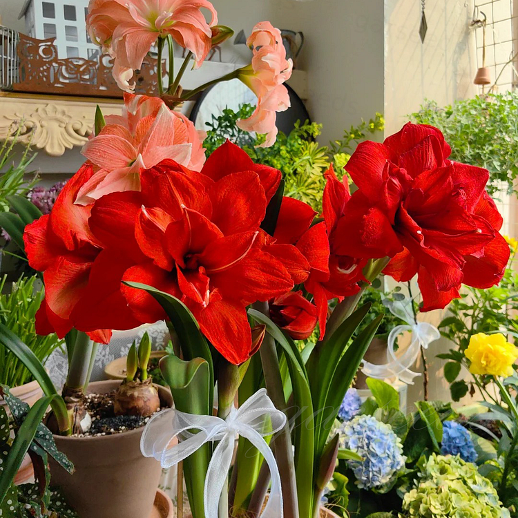 Cibule amarylisů s dvojitým květem🌼