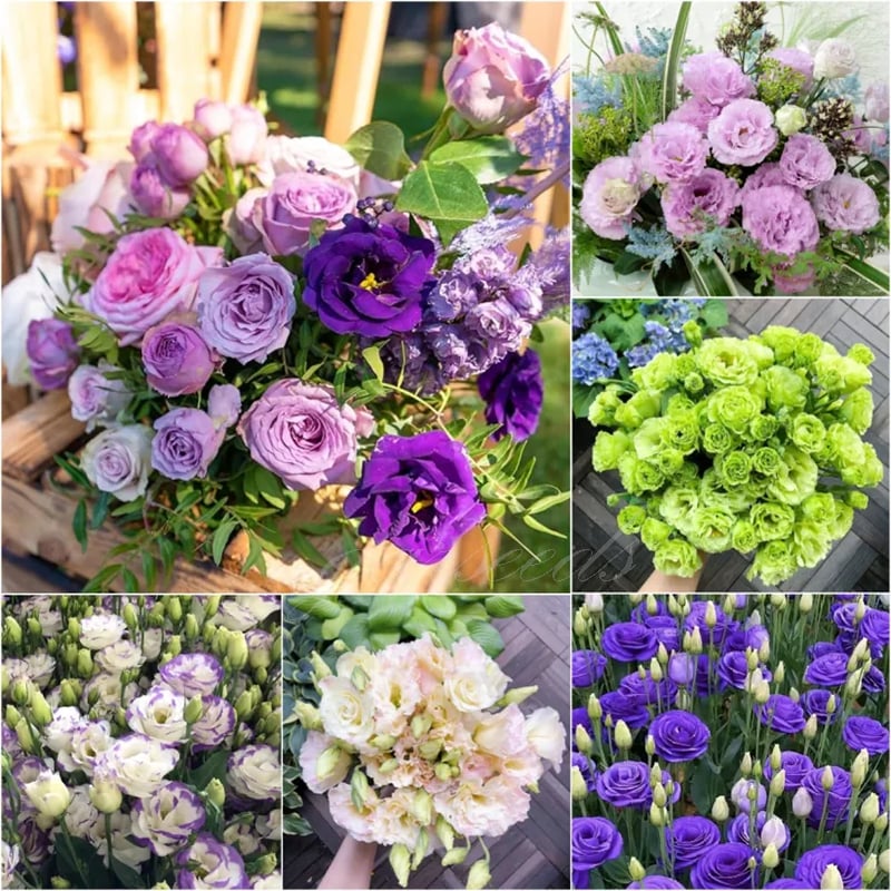 🔥Poslední den prodeje💝Eustoma Rose Thornless💐Lisianthus Seeds