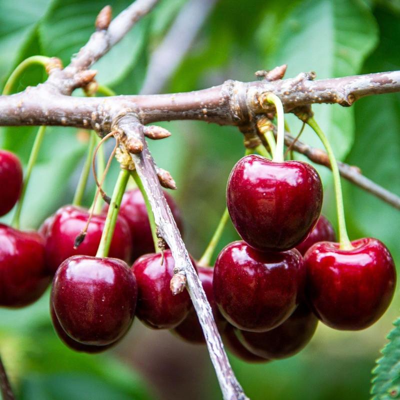 🍒 (Nová sklizeň) Semínka sladké třešně 🌿Předběžně připravena pro vysokou klíčivost (99% klíčivost)