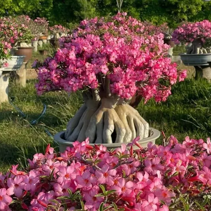 🔥Vypěstujte si Královnu pouště – nyní za sníženou cenu!🎁 😍Ráda kvete, má dlouhé období kvetení 🌵 Pouštní růže