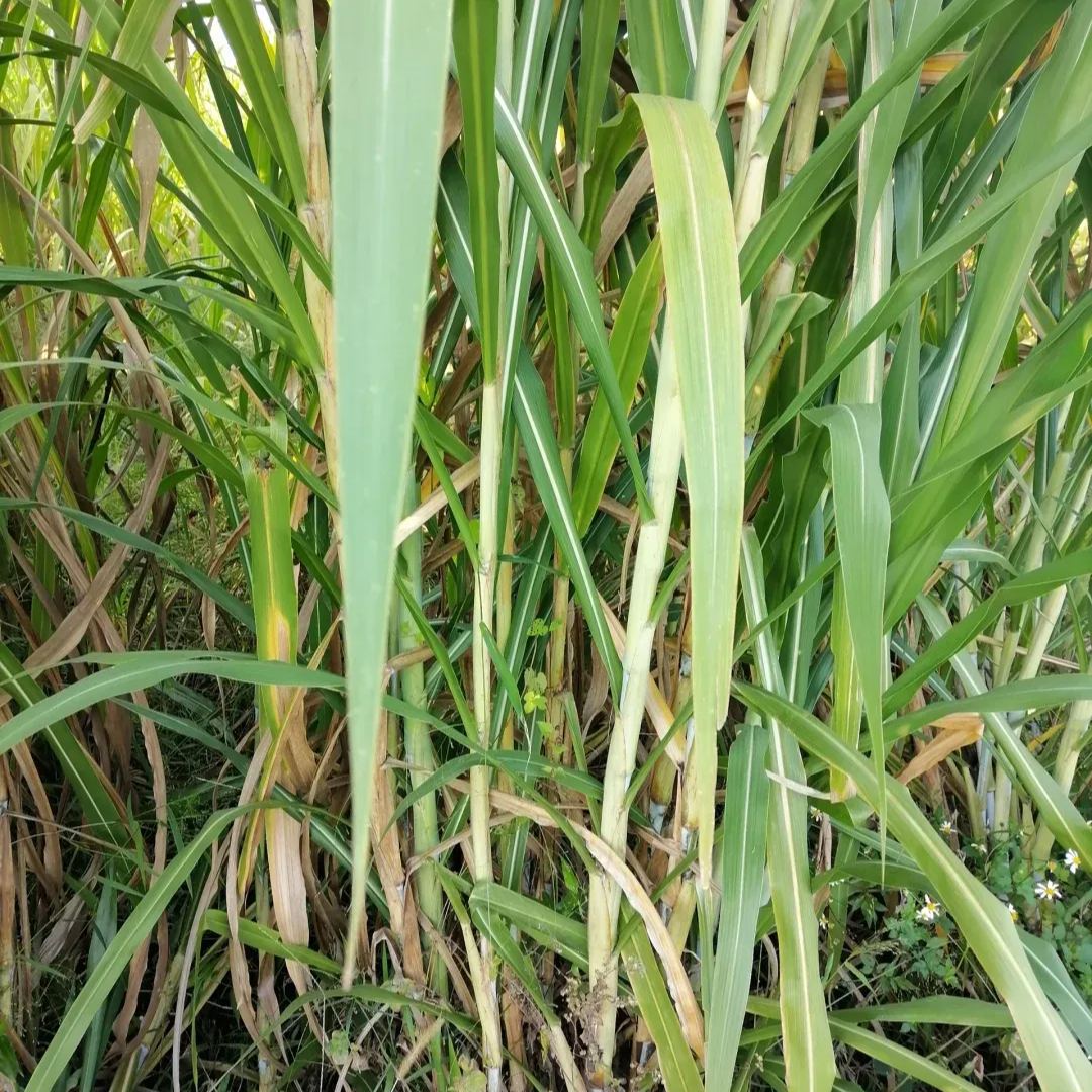 🌿Hybridní odrůda čiroku a súdánské trávy ✅Vysoce výnosné krmné semeno