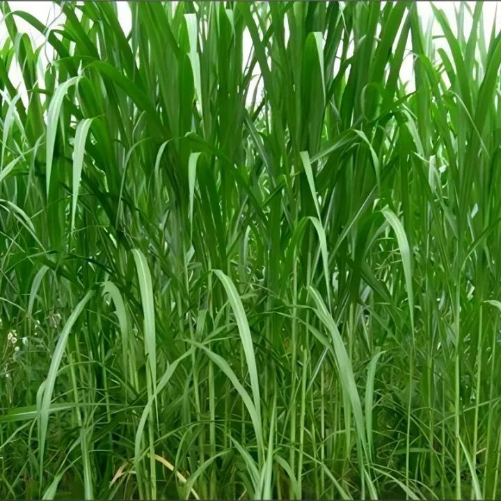 🌿Hybridní odrůda čiroku a súdánské trávy ✅Vysoce výnosné krmné semeno