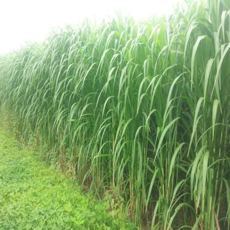 🌿Hybridní odrůda čiroku a súdánské trávy ✅Vysoce výnosné krmné semeno