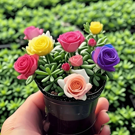 Cibule dvoukvětých růžových orchidejí – chladuvzdorné a voňavé