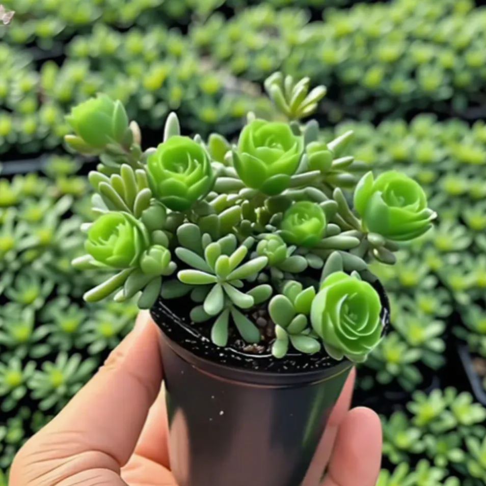Cibule dvoukvětých růžových orchidejí – chladuvzdorné a voňavé