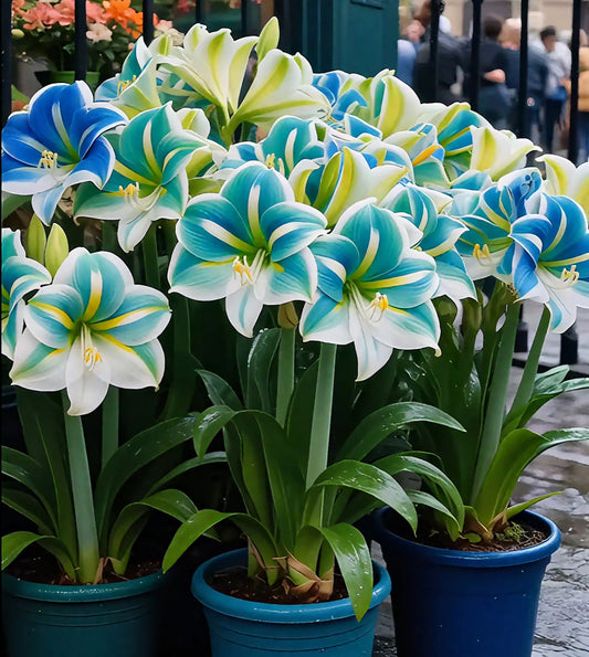 Cibule vonných amarylis s dvojitými okvětními lístky