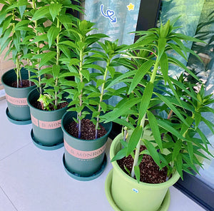 🌺Vonné cibulky lilií – svěží a sladké