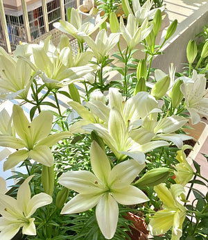 🌺Vzácné cibulky lilií – čerstvé a sladké
