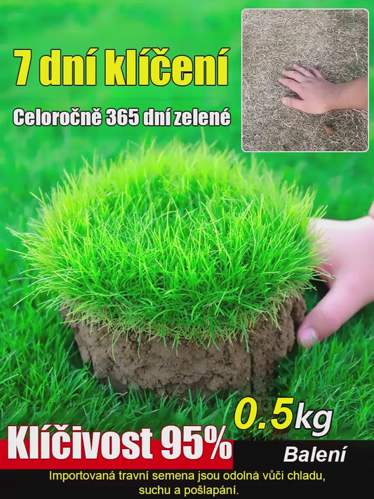 7denní klíčení travní semena