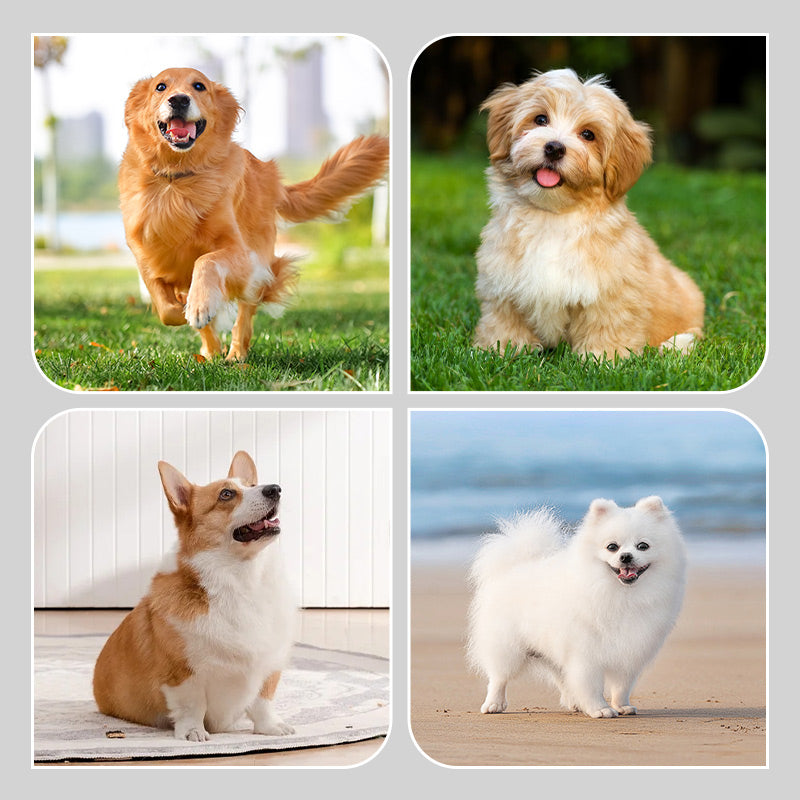 🐶2 páry protiskluzových voděodolných ponožek pro psy